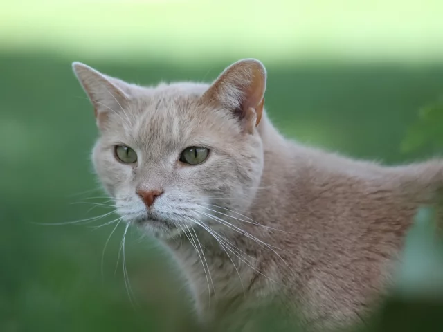 кот