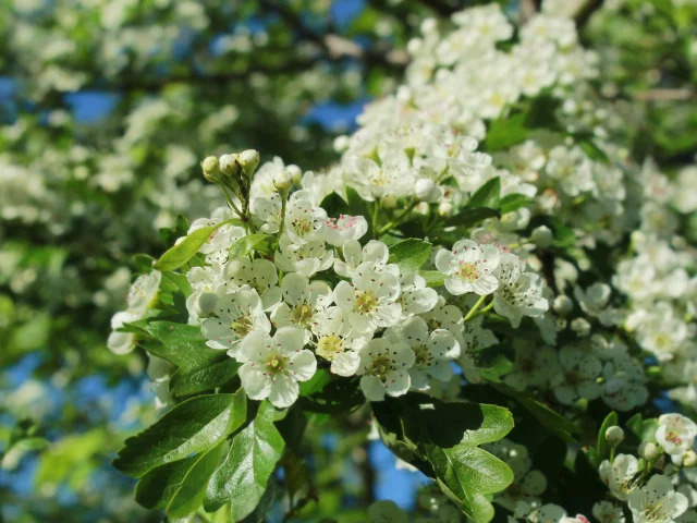 весна