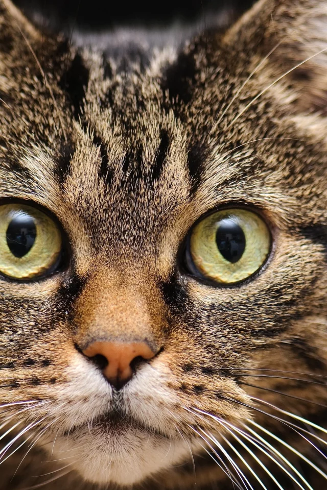 кот