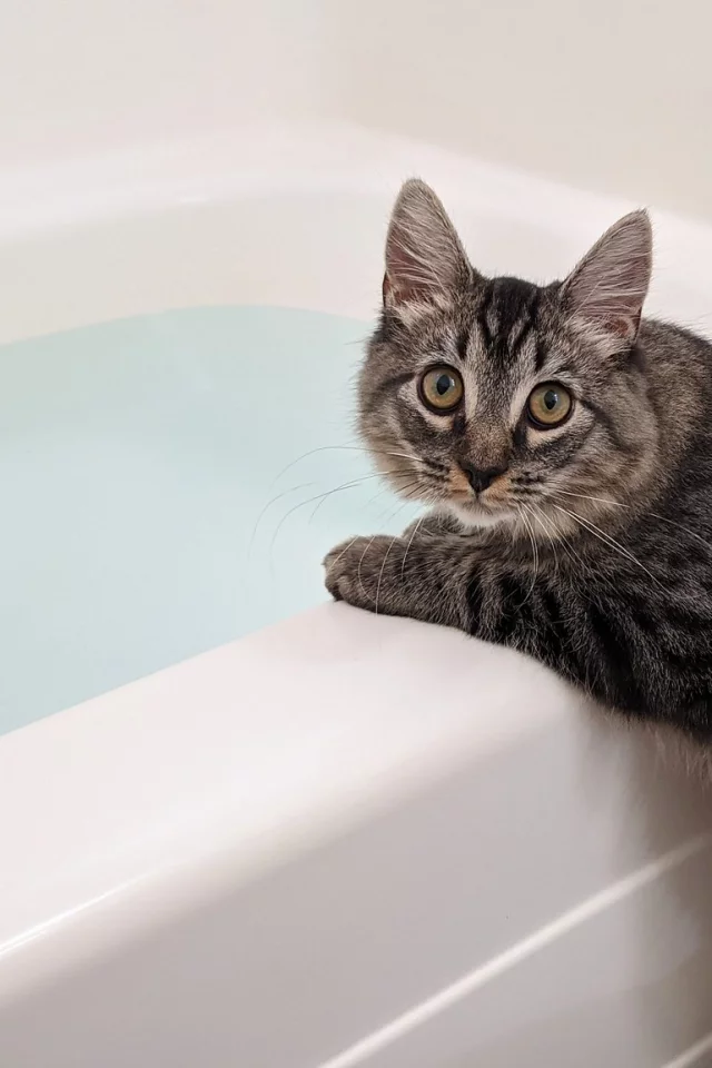 кот