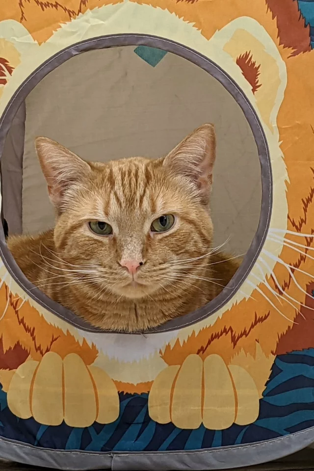 кот