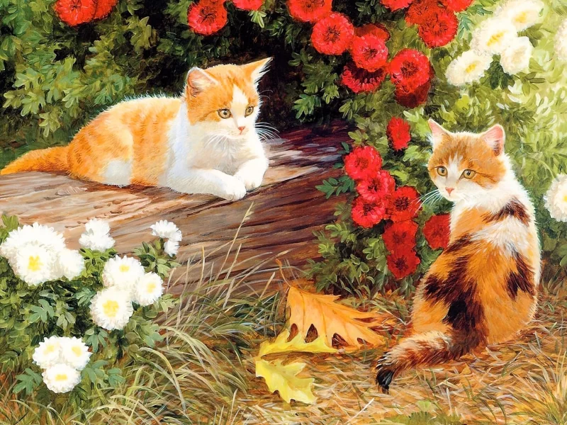 котята
