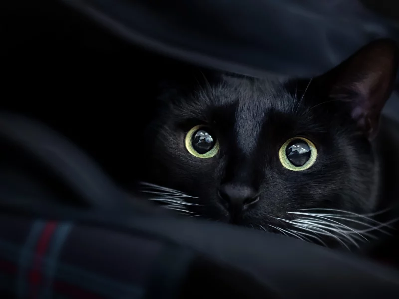 кот