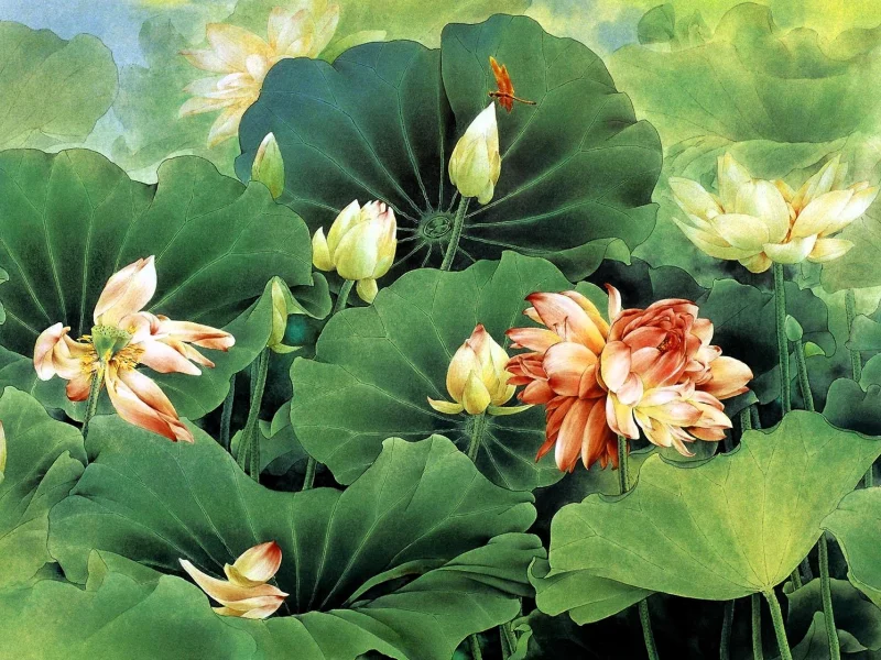 Лотосы
