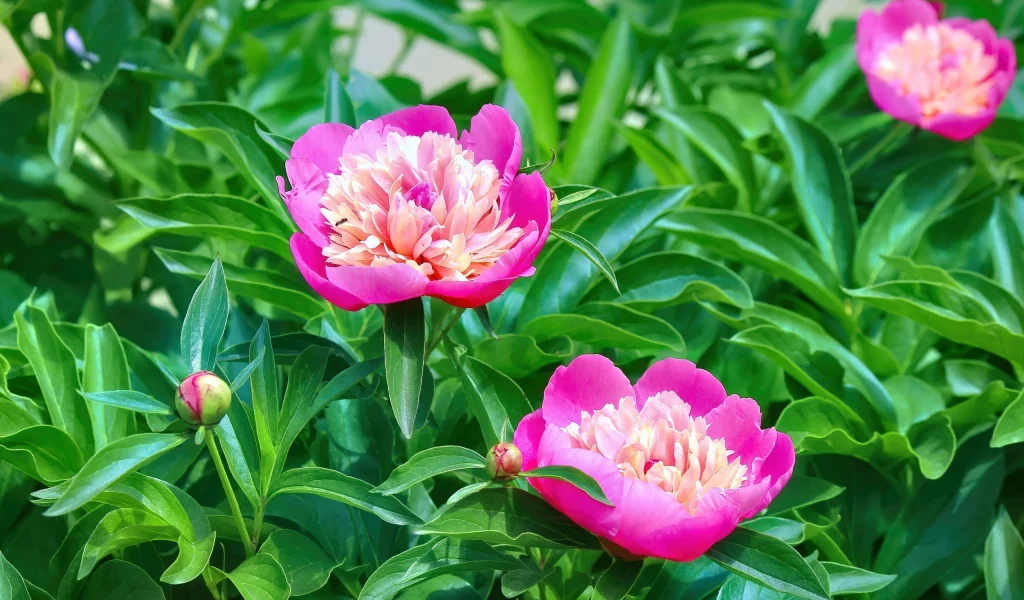 Flores
