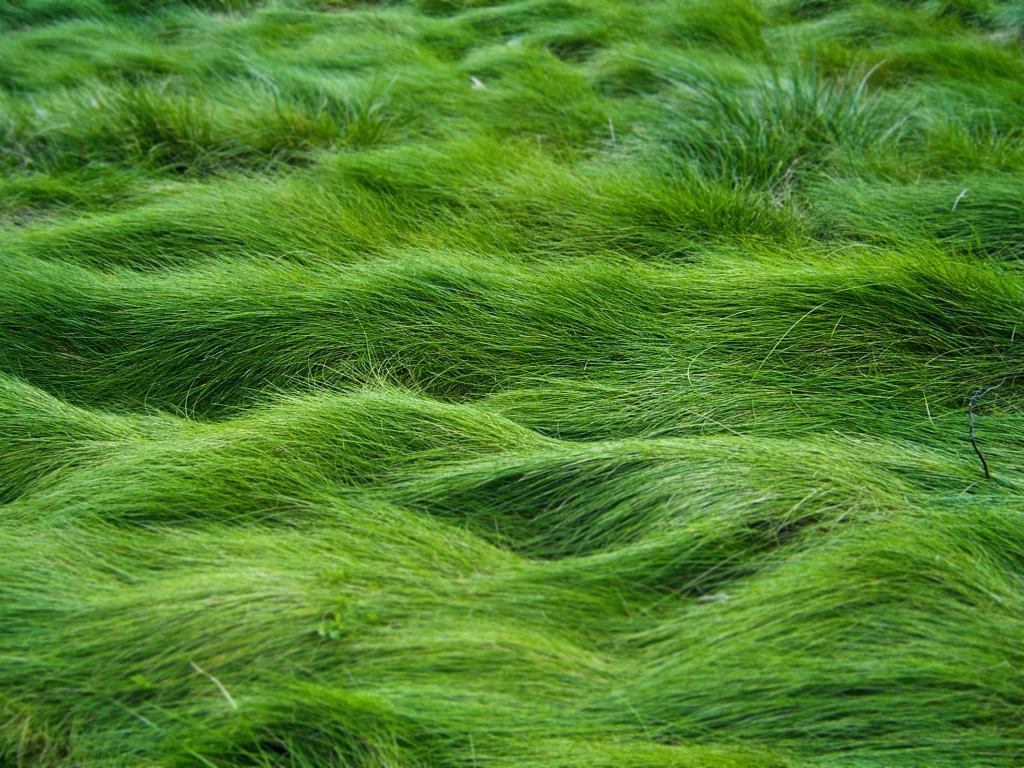 луг