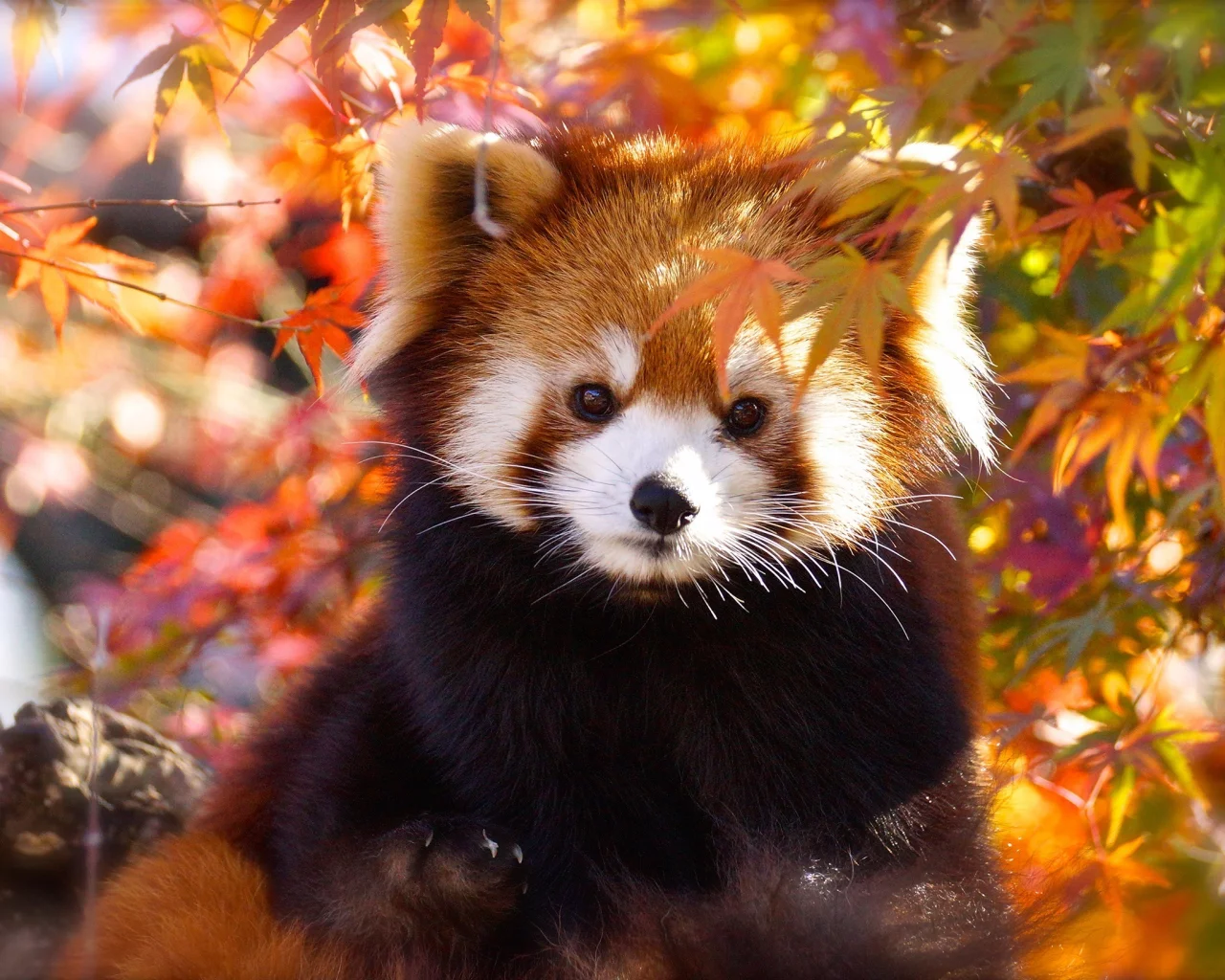 Panda Rojo