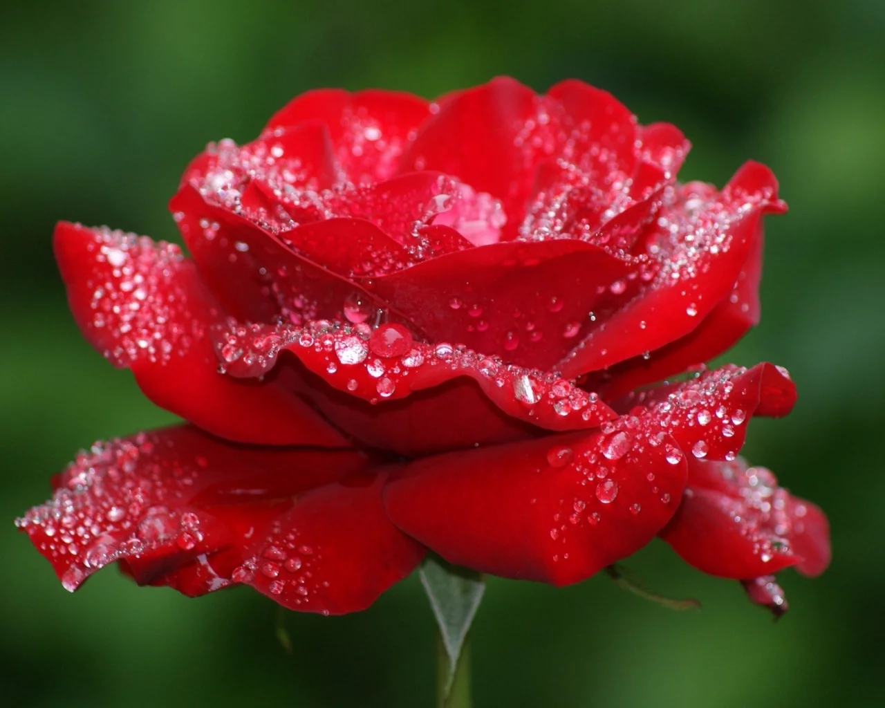 Rosa