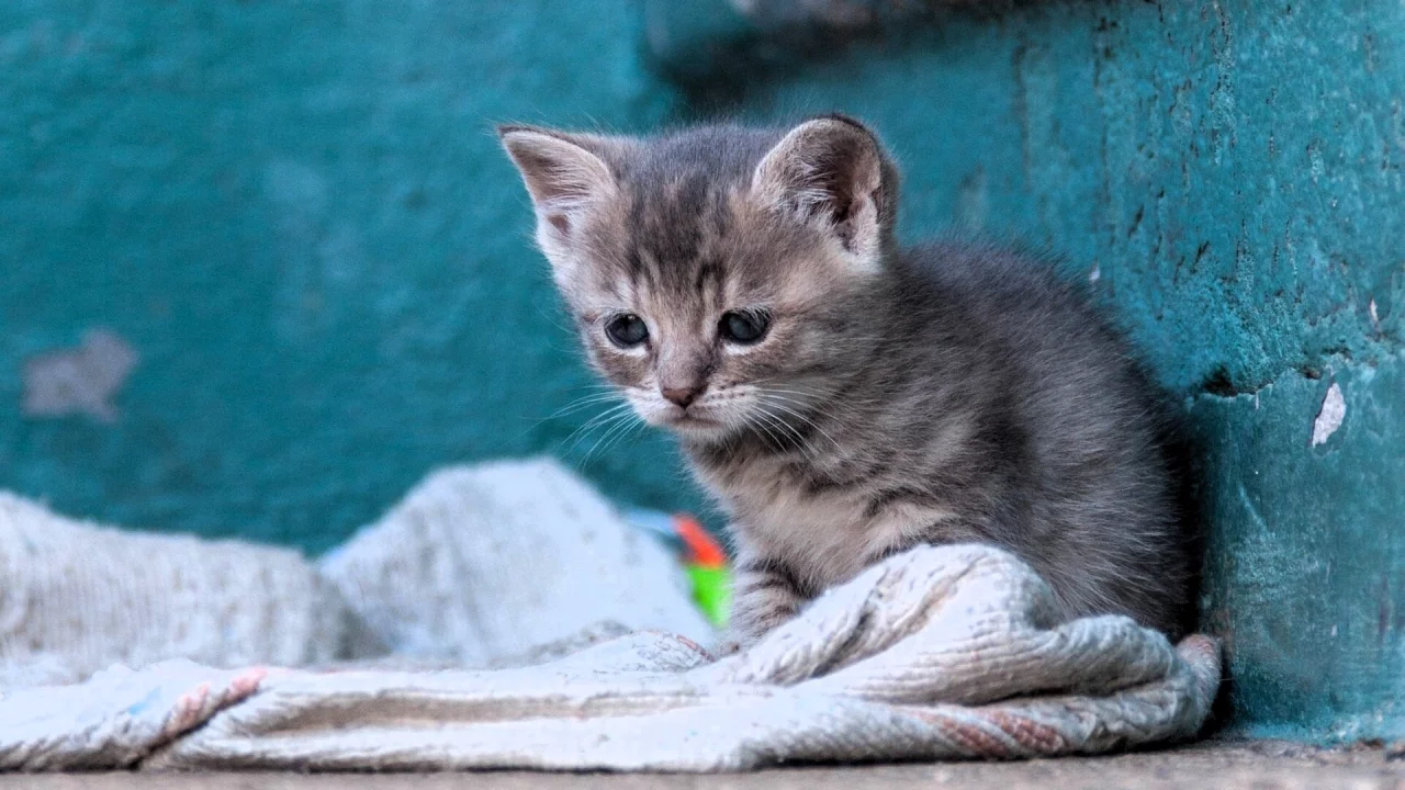Котенок