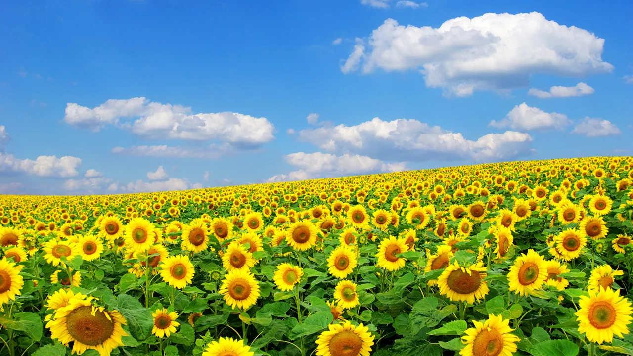 Flores