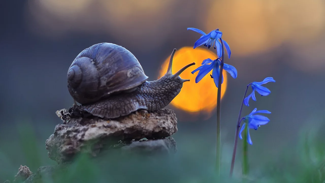 Caracol