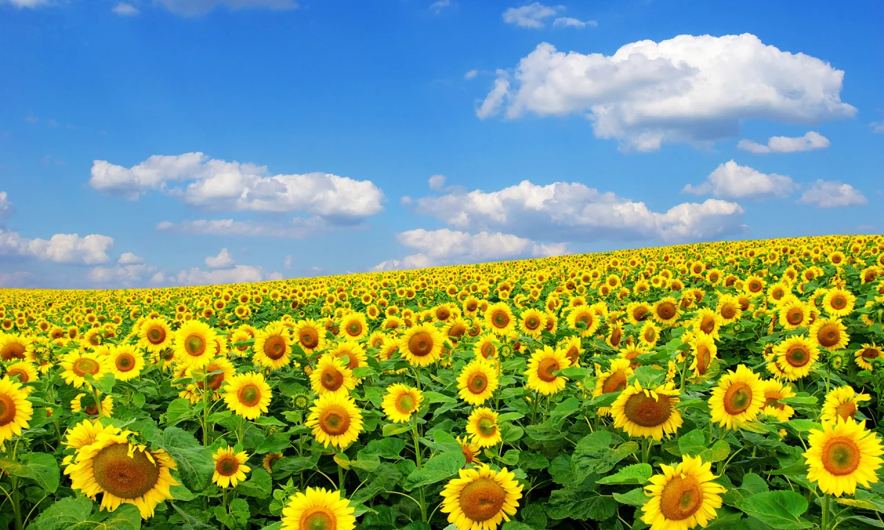 Flores
