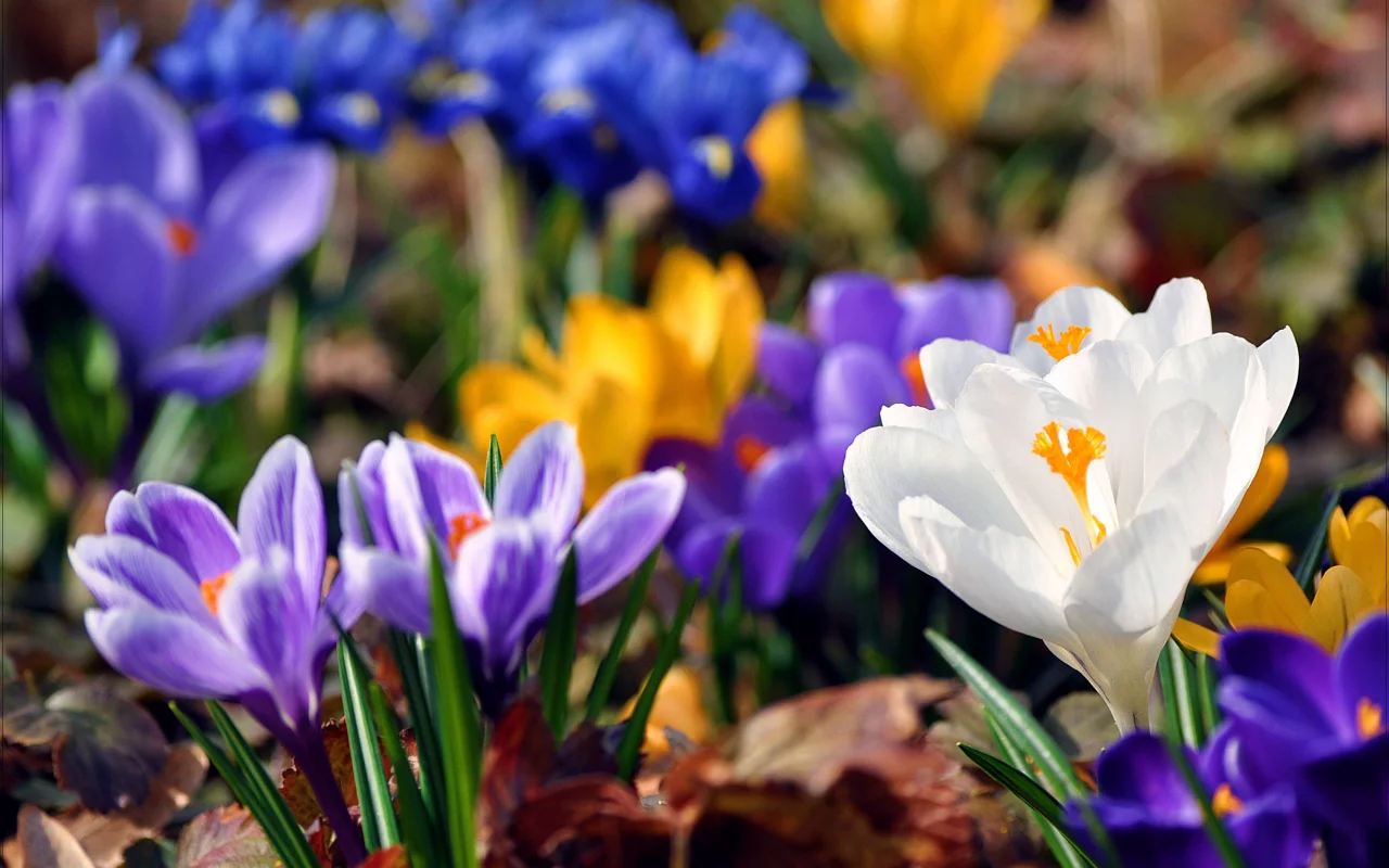 Flores