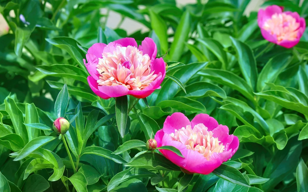 Flores