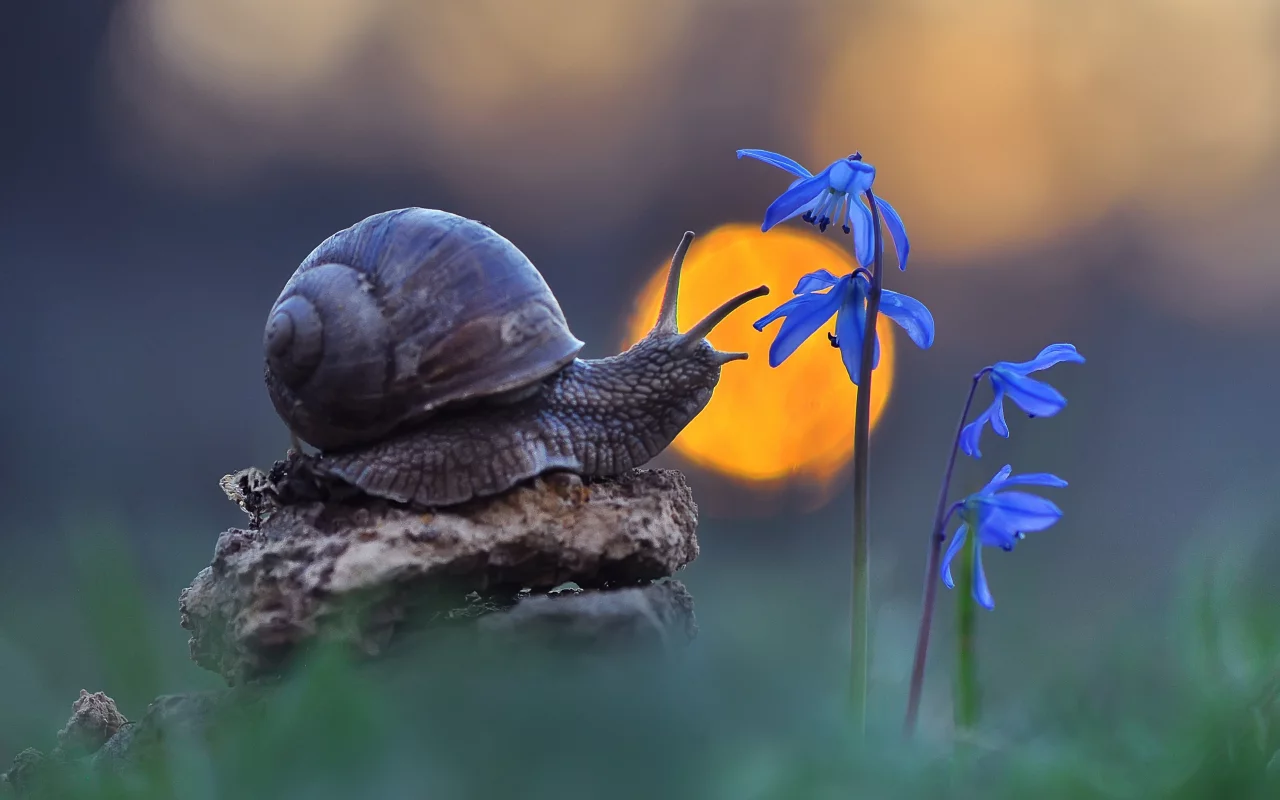 Caracol