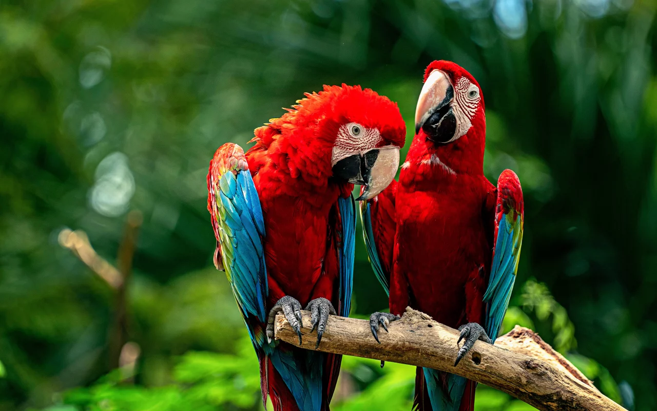 Loros
