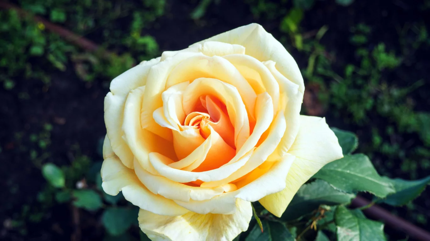 Rosa