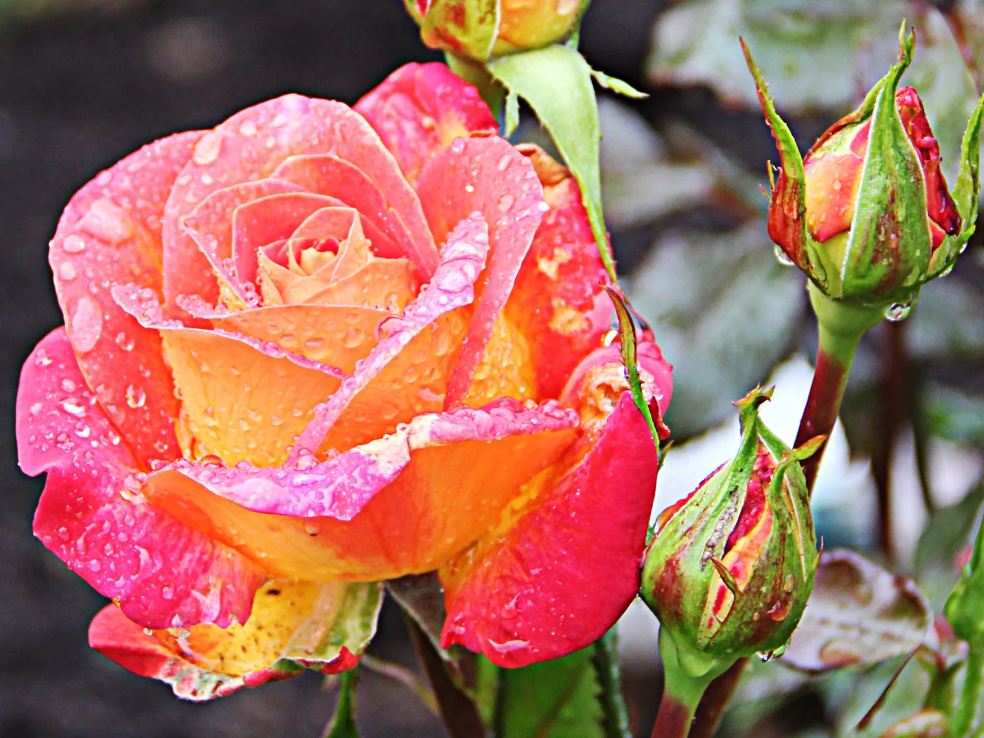 Rosa