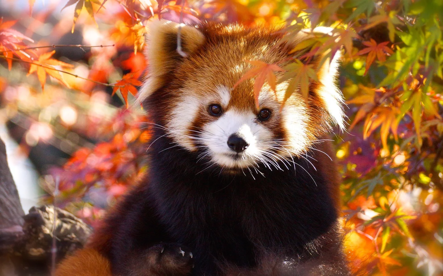 Panda Rojo