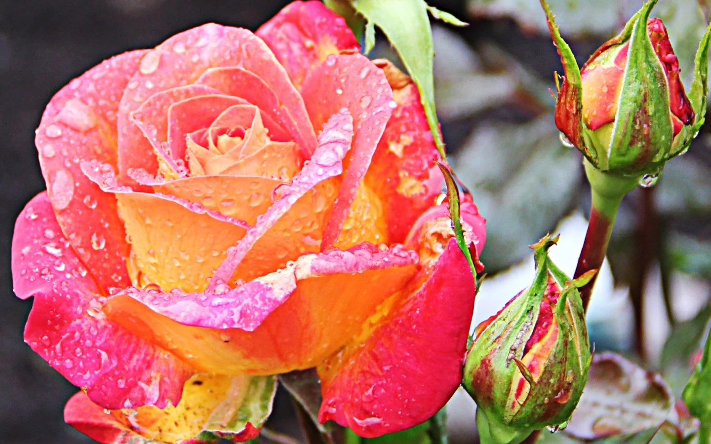 Rosa