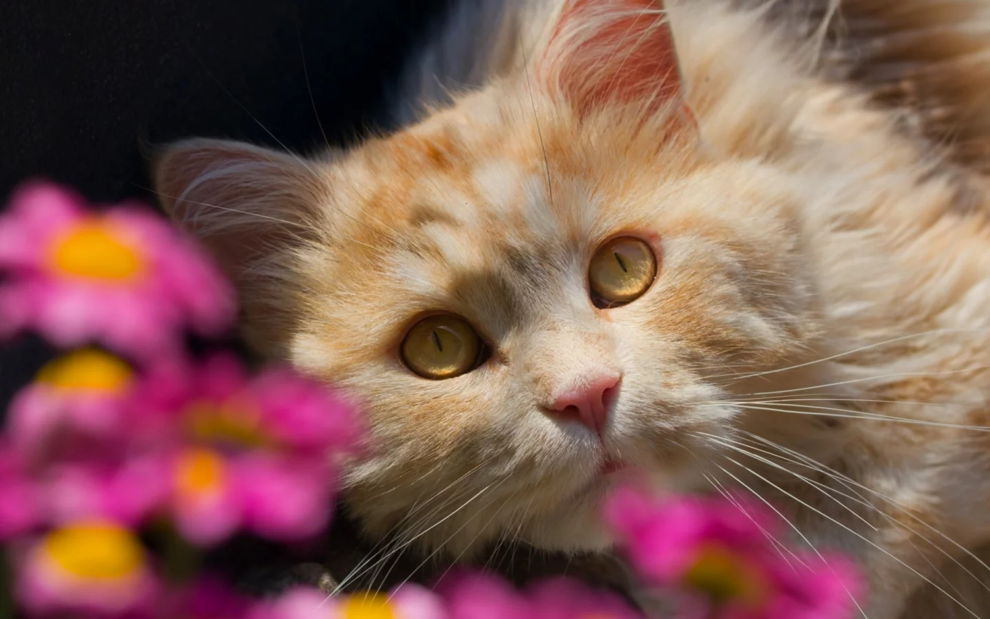 кот