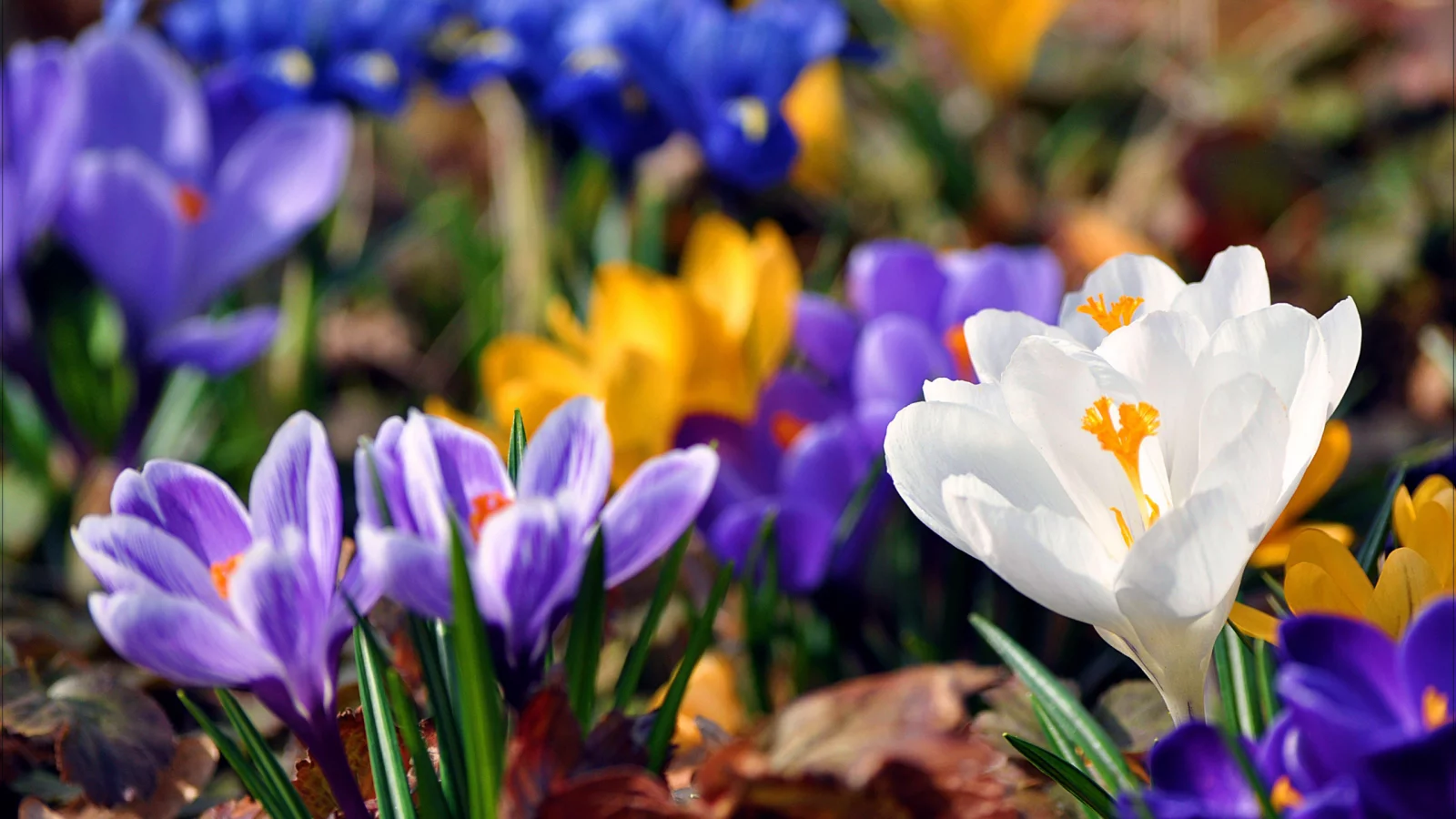 Flores