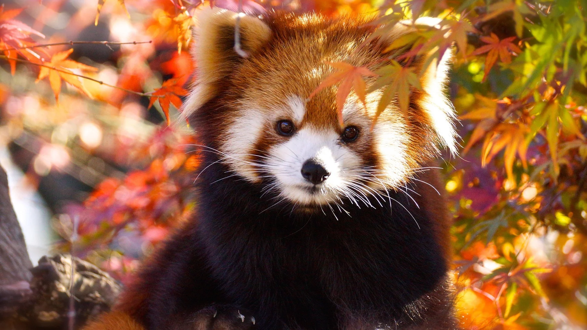 Panda Rojo
