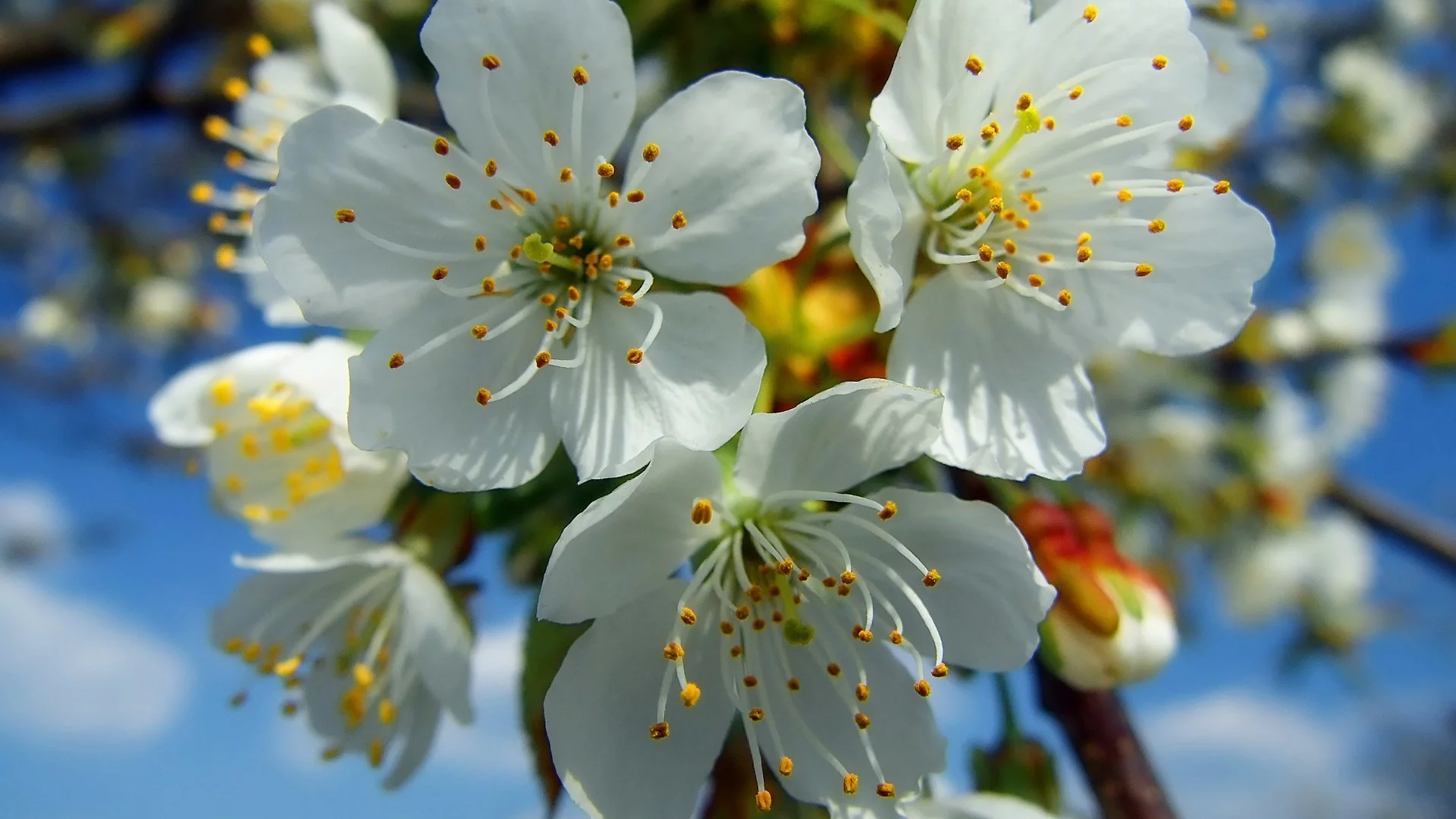 Flores