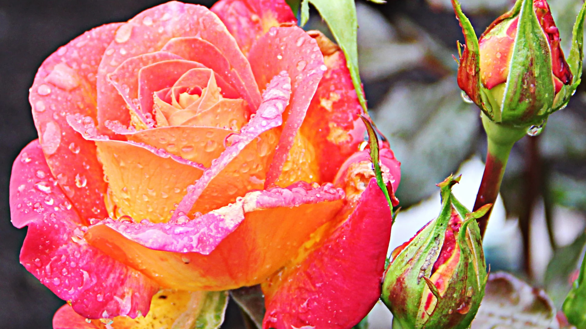 Rosa