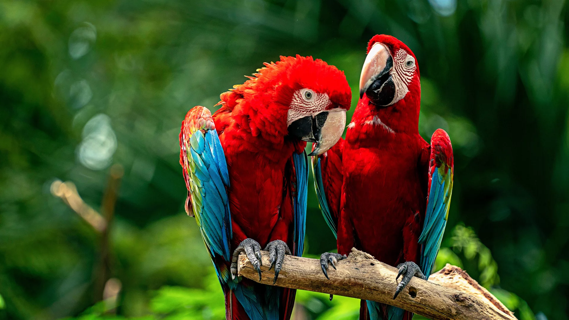 Loros
