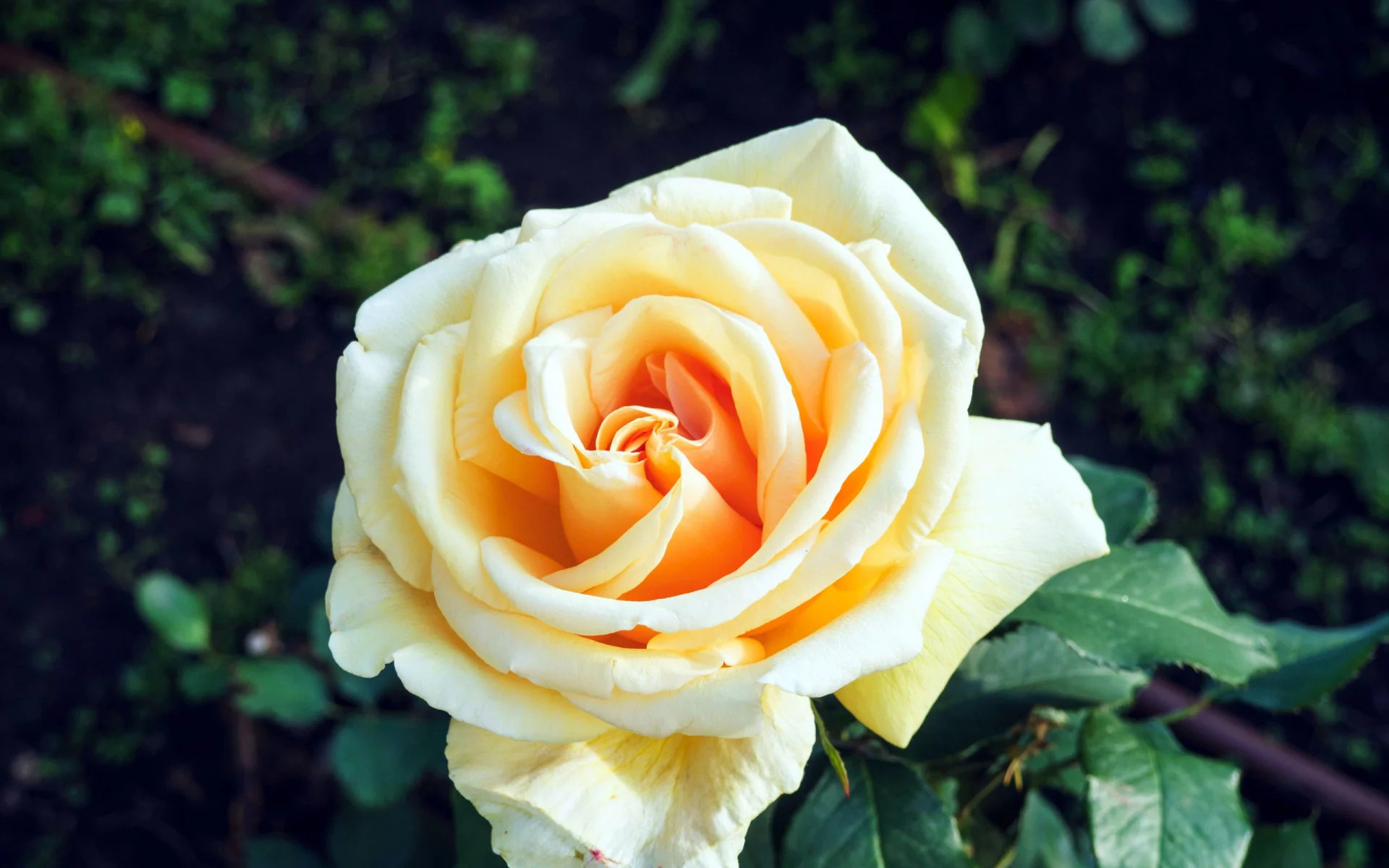 Rosa