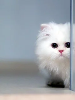 Белый кот