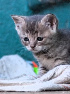 Котенок