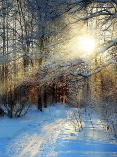 Снежный лес