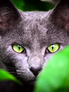 Кот