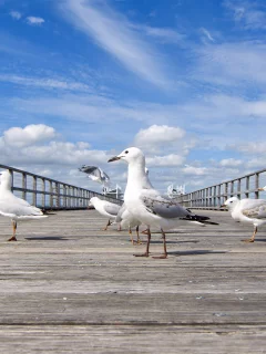 чайки