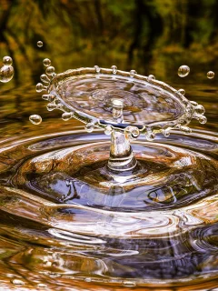 Gota