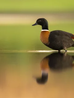 утка