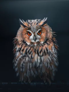 сова