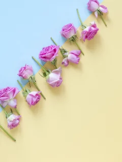 розы