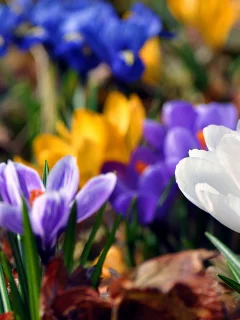 Flores