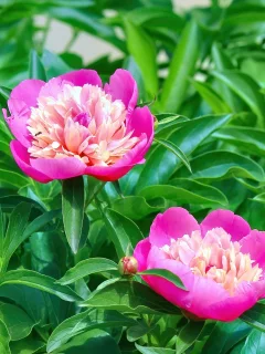 Flores