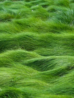 луг