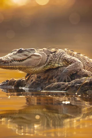 крокодил