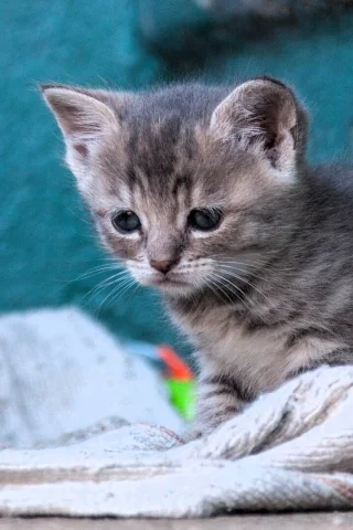 Котенок