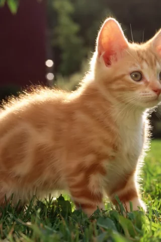 котёнок