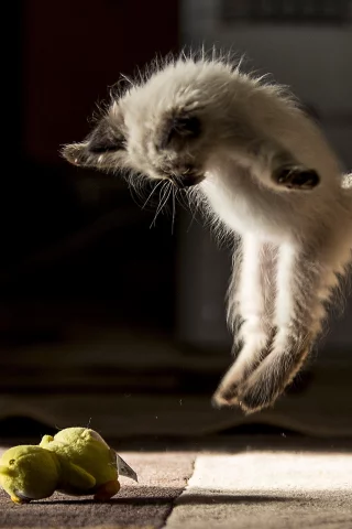 котёнок