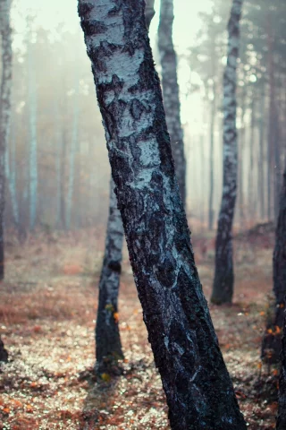 природа