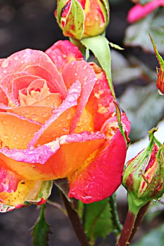 Rosa