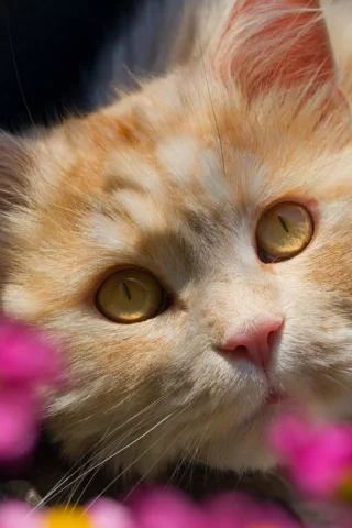 кот